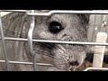 Scooby & Shaggy My 1 Year Old Chinchilla's - Short Movie In Full 1080p