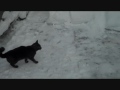 Curly Tail Cat Named Ramses Loves the Snow