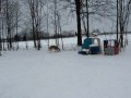 Dogs in the Snow - Part Three