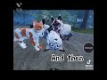 Warrior cat TikTok’s that made my day 😄🐈