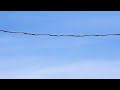 Flock of Trumpeter Swans and two Canada Geese migrating