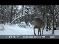 January 15th - 31st 2023 Tomahawk Wisconsin Trail Camera Highlights