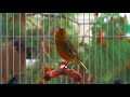 One of the kind CANARY SINGING!