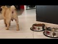 #11 Чубака-голодака / Мопс и суши / Pug vs Sushi