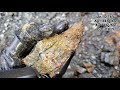 Finding Gold Bearing Quartz Veins After Road Flooding!