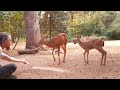 A Golden Morning With Goldie and Her Fawn