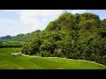 Naure in Cenematic video Rice fields-Indonesia