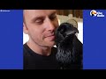 Raven Shakes His Tail Feathers Every Time He Sees Dad | The Dodo