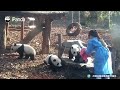 How Smart Giant Panda Meng Lan Is | iPanda