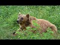 A Triple Grizzly Attack- The Most Amazing Bear Attack Ever