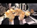 My cute baby chicken baby|#animals #animalsvideo #birds #pakistani #babyanimal