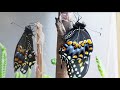 Swallowtail Metamorphosis Jam
