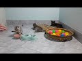 I would die laughing for these FUNNIEST Cats 😍 Funniest Cat Reaction 😹