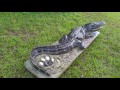 7ft Alligator Nest Sculpture