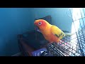 Sun Conure Eats Dog Food for His First Time