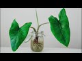 Growing Alocasia in Water | Guide on Propagating Alocasia