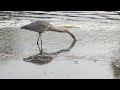 great blue heron on a hunt