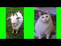 【猫ミーム素材】うるさいヤギとhuh cat 元ネタ動画版