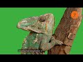The Colorful World of Chameleons