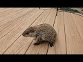 6/7/2023 - Baby groundhog comes up to me to get a snack.