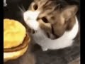 Kitty you can haz cheeseburger