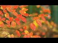 Beautiful Nature Video with Piano Music | Meditate - Relax.