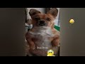 Funny Dogs And Cats Videos 2023 🤤 - Best Funniest Animal Videos Of The Month #8