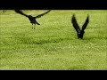 Crow gangs are chasing each other over food