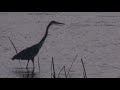 Great Blue Heron seen from Mt. Vernon Bike Path near Cameron Run along the Potomac River at twilight