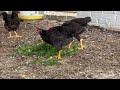 Full video on how to raise chickens to grow quickly. The secret to raising chickens successfully