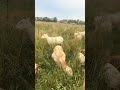 Shrinking thistle patch with rotational grazing while aging diversity