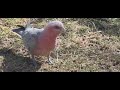 Galahs my friends