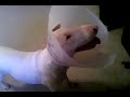 Fiona's cone of destruction bull terrier