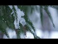 Winter Camping in Hot Tent