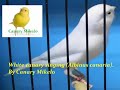 Εκπαίδευση καναρινιών - θα κελαηδούν σαν αηδόνια White Canary Singing (Albino) Chambion of 2017