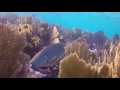 MOLASSES REEF pt 2 - SNORKELING KEY LARGO  5 Nov 2016