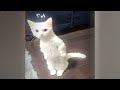 CLASSIC Dog and Cat Videos 🐱🐷🙀 1 HOURS of FUNNY Clips 😸