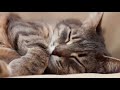 Music For Cats In Heat (Calming Sound To Relax Your Kitty) TESTED