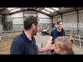 Sheep Vet Visit: Treatments, Tips and Tests