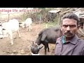 village life and animals video