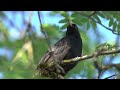 Birdsongs / Canto dos pássaros
