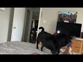 Thor the Pug Slow Motion