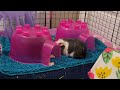 Rescued Guinea Pigs Get A Second Chance!