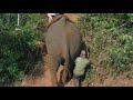 Cambodia Elephant Trekking