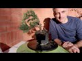 Ginepro - Da vivaio a bonsai