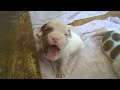 IronHouse Bullies - Big Teddy Bear & Betty Boop American bulldog cutest puppies