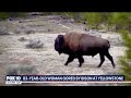 Woman gored by bison at Yellowstone National Park