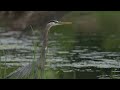 A North American Great blue Heron sneaks around along the shore of a northern USA Beaver pond