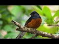 Birds Singing - Ultra HD Relaxing Nature Videos & Sounds - Soothing sounds for the nervous system