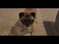 Pug Zoomies #Pug #zoomies #doglover